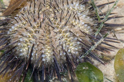 _Z2A3348 Temnopleurus toreumaticus