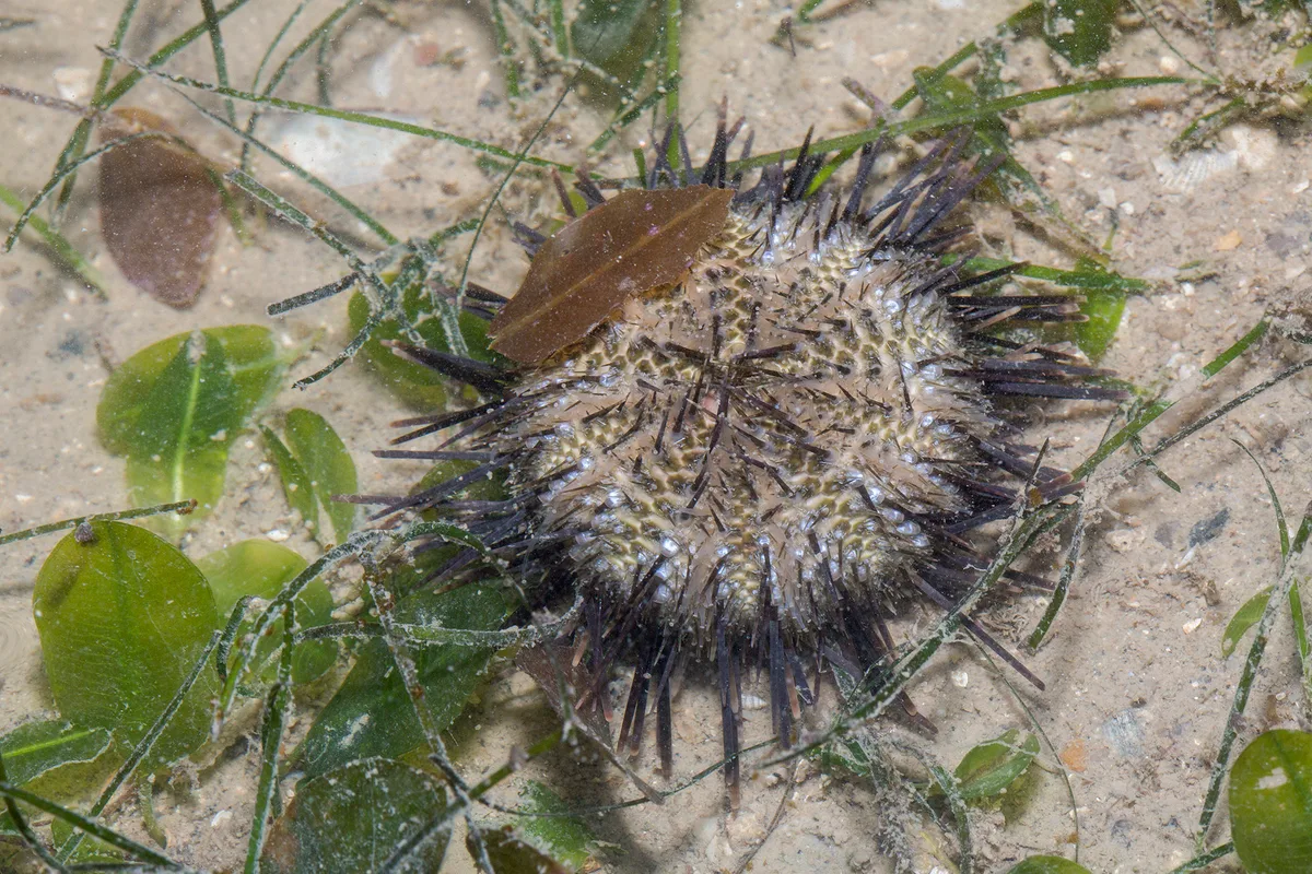 _Z2A3345 Temnopleurus toreumaticus