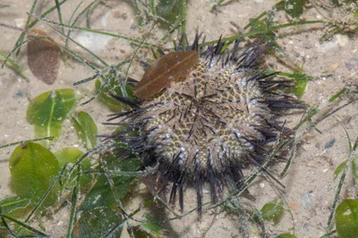 _Z2A3345 Temnopleurus toreumaticus