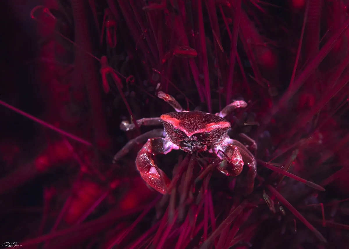 Sea Urchin Crab - Echinoecus cf. pentagonus