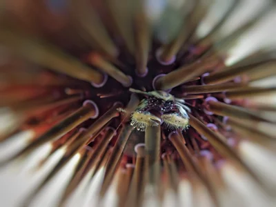 Echinoecus pentagonus.