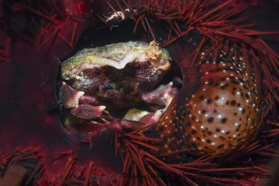 Urchin crab (Echinoecus pentagonus)