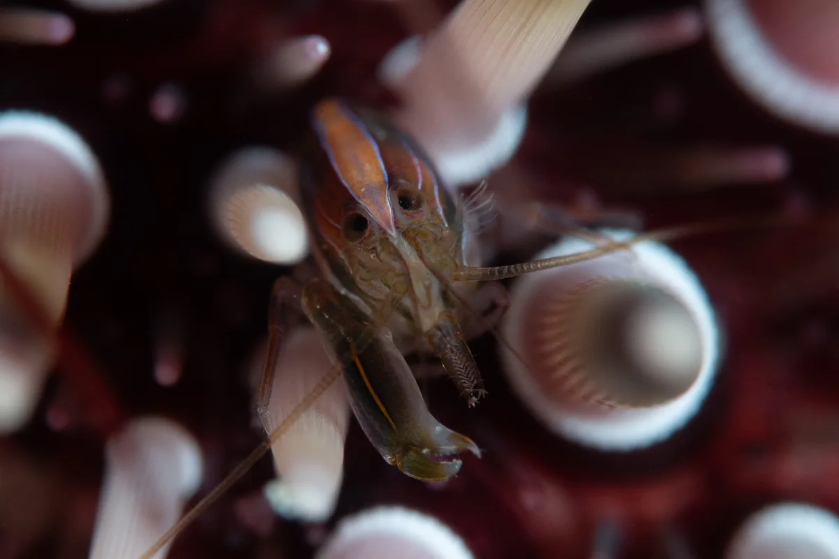 Sea-urchin Snapping Shrimp