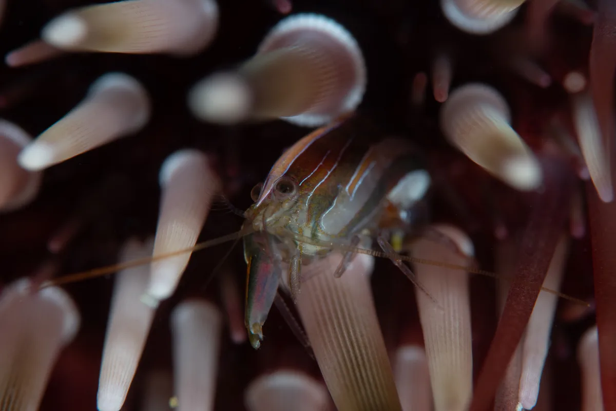 Sea-urchin Snapping Shrimp