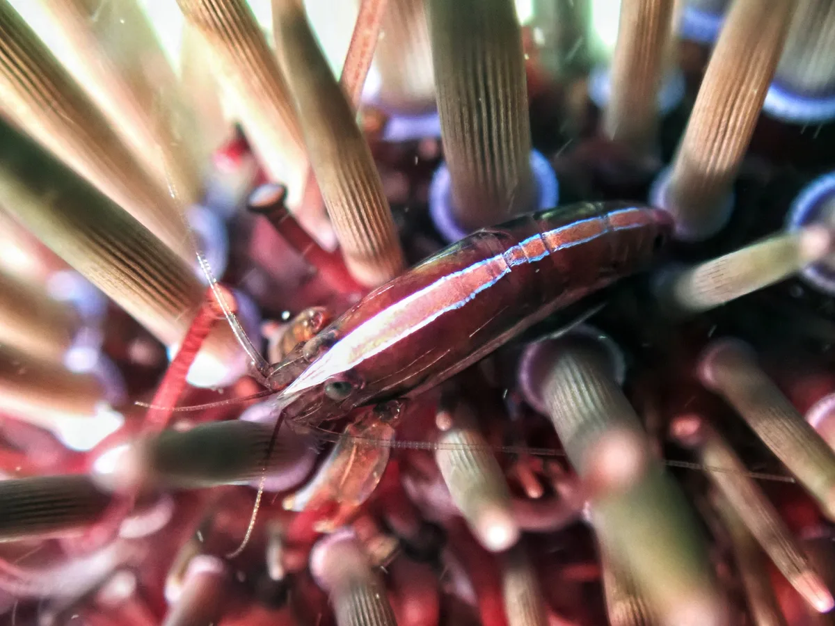 Sea-urchin Snapping Shrimp