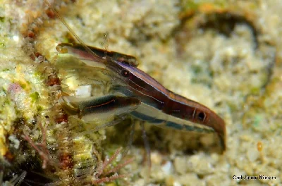 Sea-urchin Snapping Shrimp