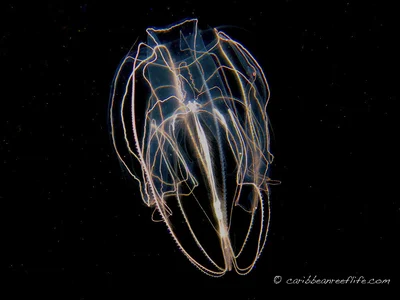 Bolinopsis vitrea