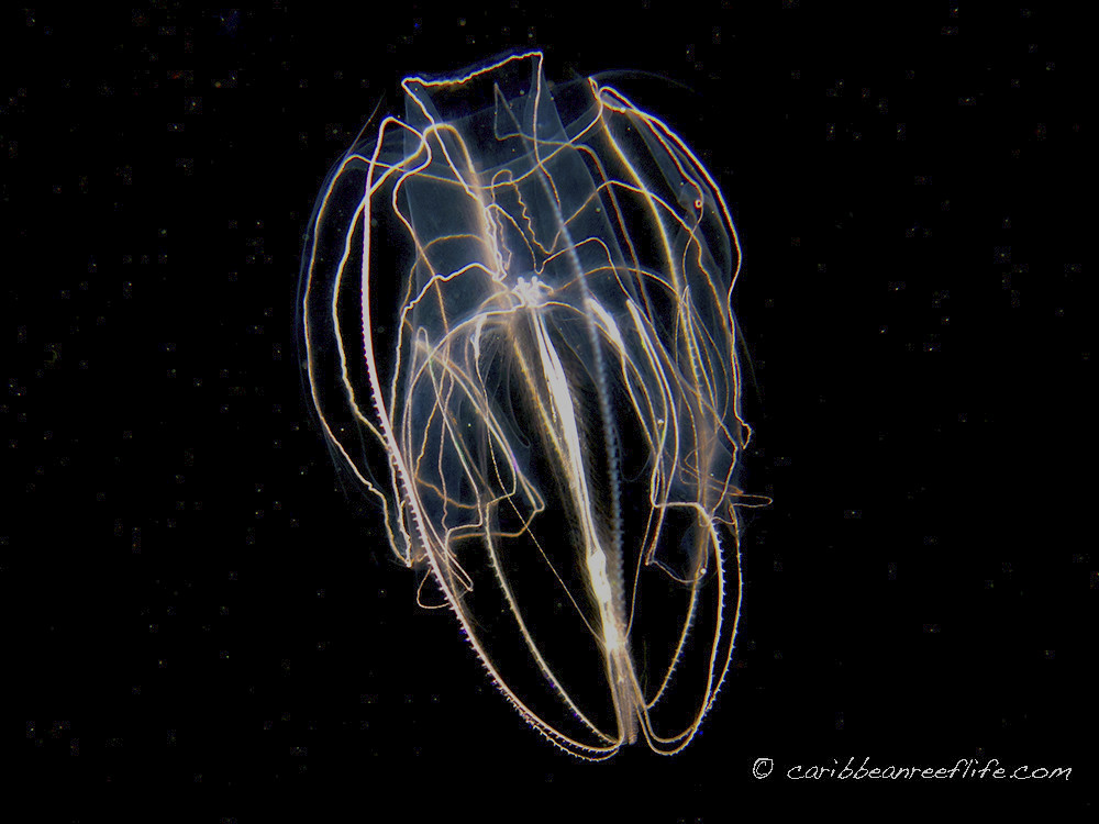 Bolinopsis vitrea