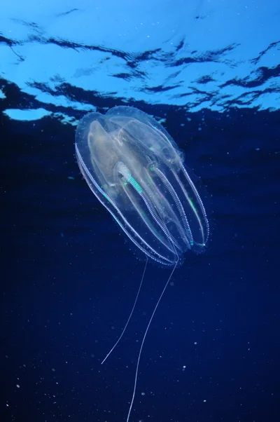 EUO © OCEANA Carlos Minguell 53802
