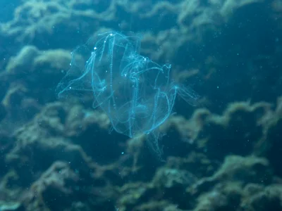 Bolinopsis vitrea - Municipality of Roatan, French Cay, Bay Islands, Honduras