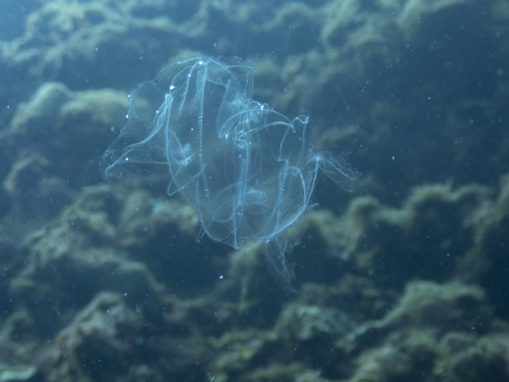 Bolinopsis vitrea - Municipality of Roatan, French Cay, Bay Islands, Honduras