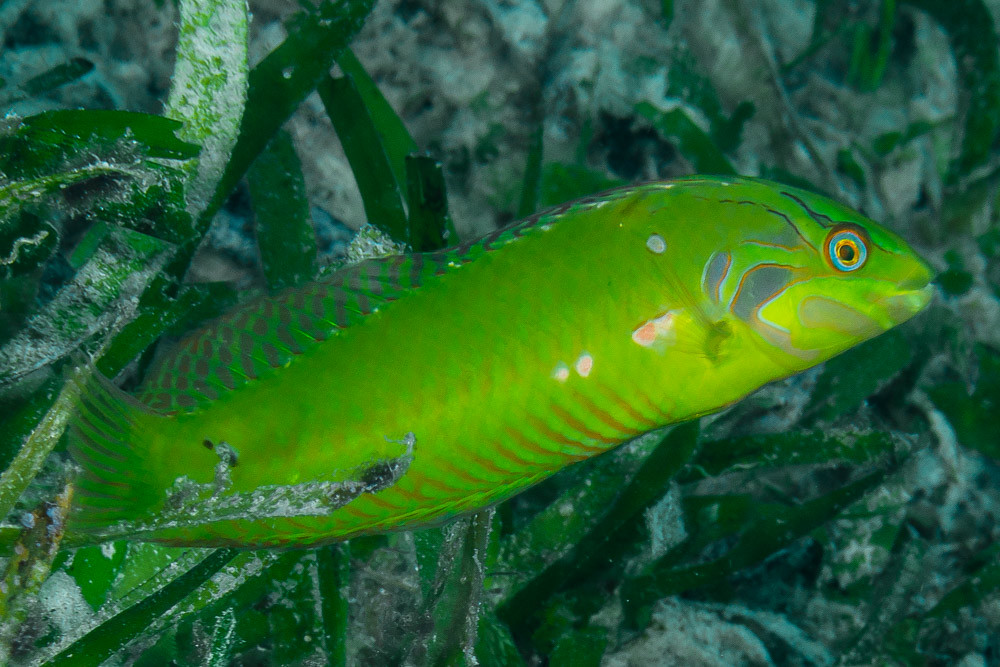 Seagrass wrasse, terminal phase - Novaculoides macrolepidotus