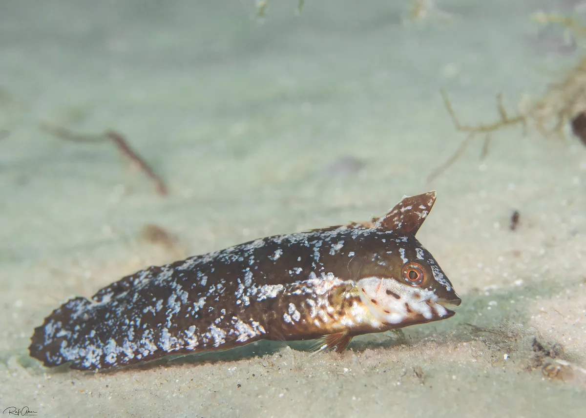 Seagrass Wrasse - Novaculoides macrolepidotus