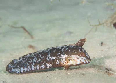 Seagrass Wrasse - Novaculoides macrolepidotus