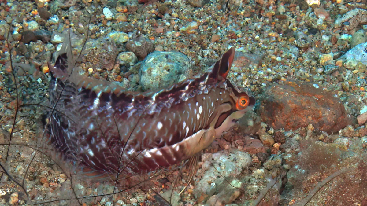 Novaculoides macrolepidotus - Dumaguete City, Negros Oriental, Philippines