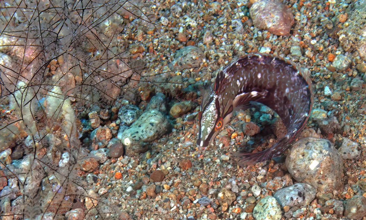 Novaculoides macrolepidotus - Dumaguete City, Negros Oriental, Philippines
