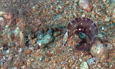 Novaculoides macrolepidotus - Dumaguete City, Negros Oriental, Philippines