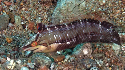 Novaculoides macrolepidotus - Dumaguete City, Negros Oriental, Philippines