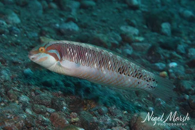 Novaculoides macrolepidotus - Dauin, PH-NR, PH