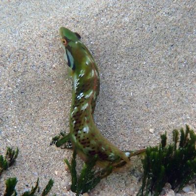Novaculoides macrolepidotus - Slaughter Bay, Kingston 2899, Norfolk Island