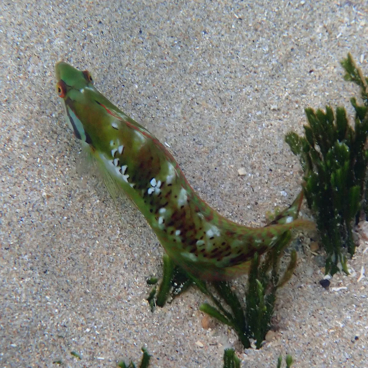 Novaculoides macrolepidotus - Slaughter Bay, Kingston 2899, Norfolk Island