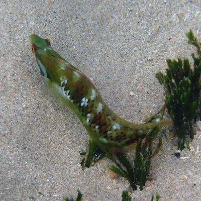Novaculoides macrolepidotus - Slaughter Bay, Kingston 2899, Norfolk Island