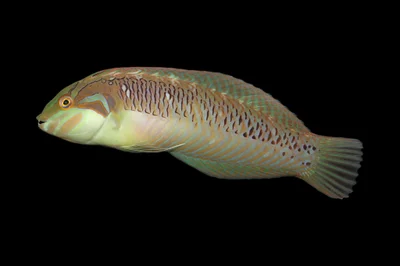 Novaculoides macrolepidotus - Sud, NC