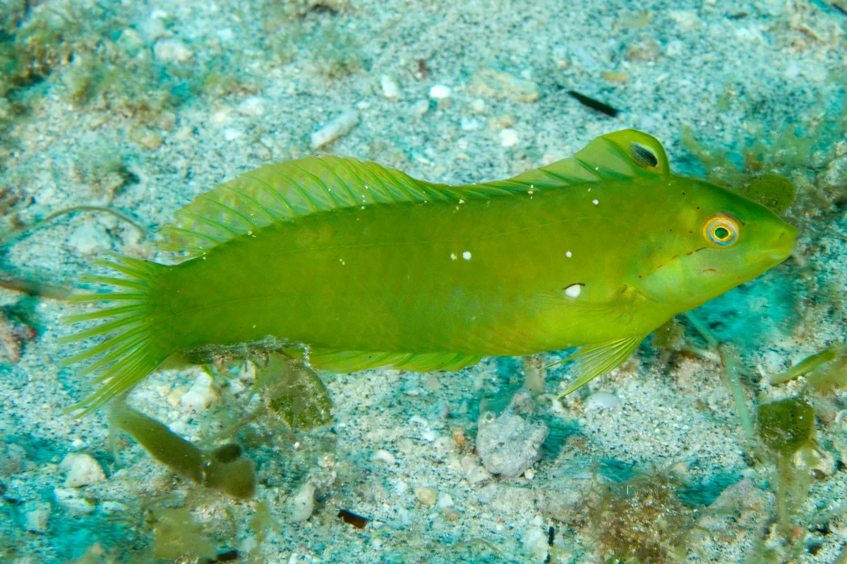 Novaculoides macrolepidotus - Erscotts Hole, Lord Howe Island NSW 2898, Australia