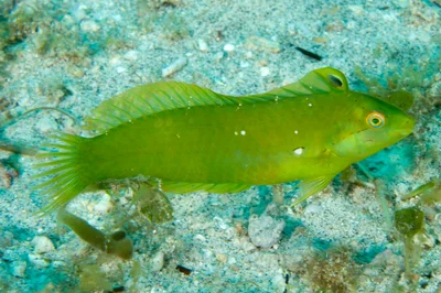 Novaculoides macrolepidotus - Erscotts Hole, Lord Howe Island NSW 2898, Australia