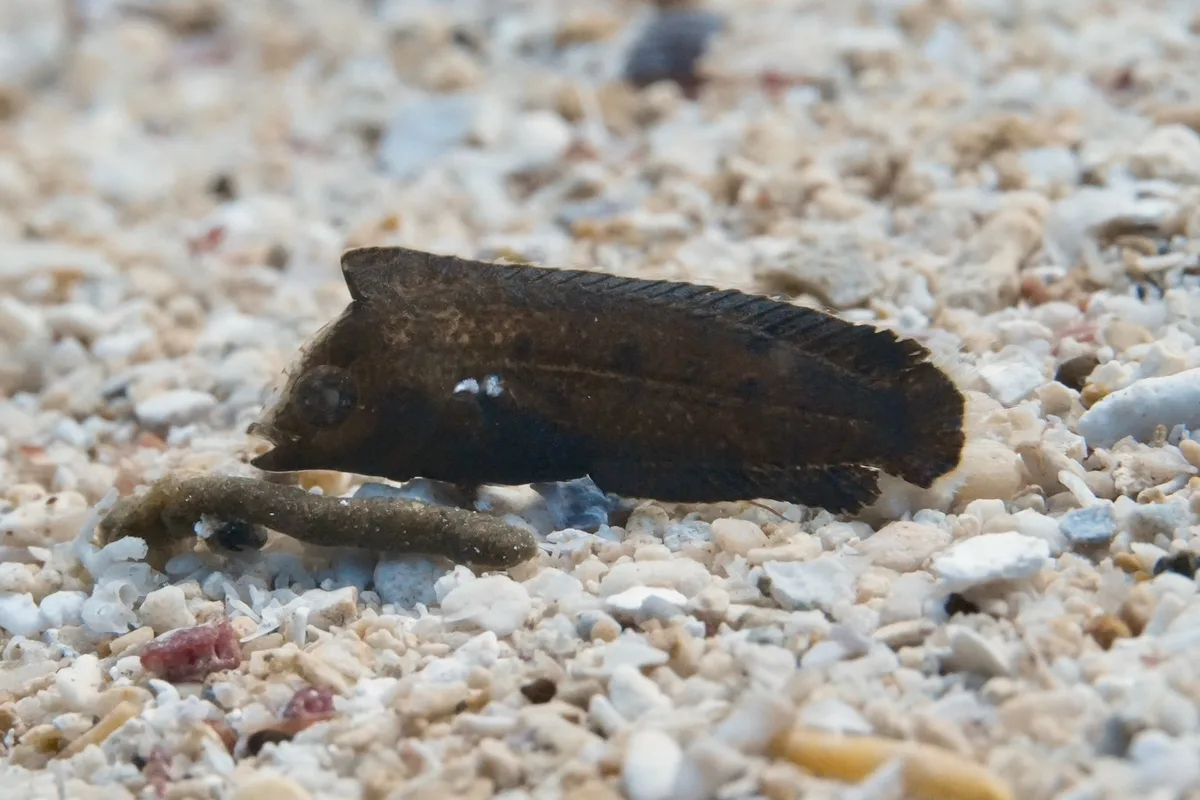 Novaculoides macrolepidotus - North Minahasa Regency, North Sulawesi, Indonesia