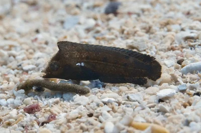 Novaculoides macrolepidotus - North Minahasa Regency, North Sulawesi, Indonesia