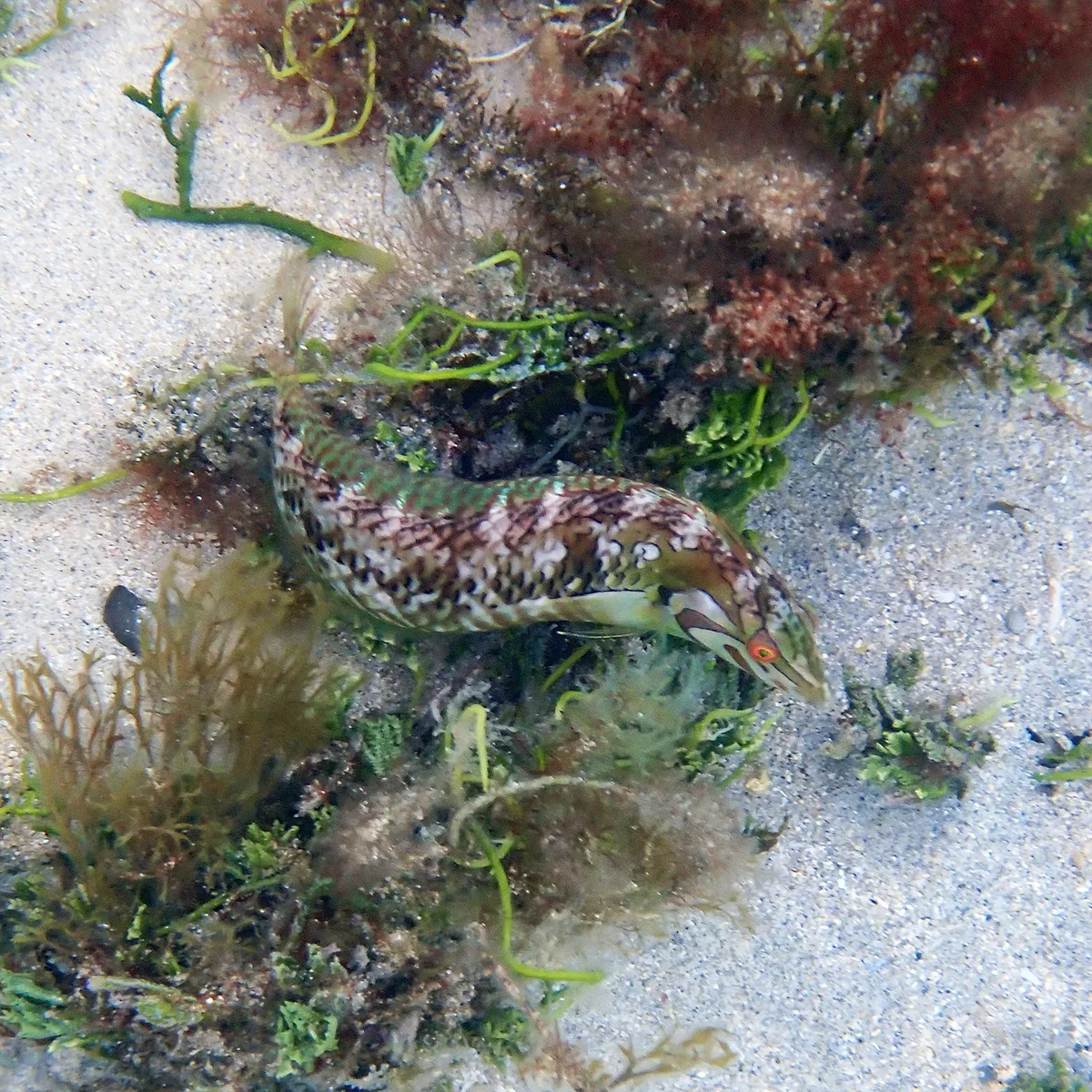Novaculoides macrolepidotus - Emily Bay, Kingston 2899, Norfolk Island