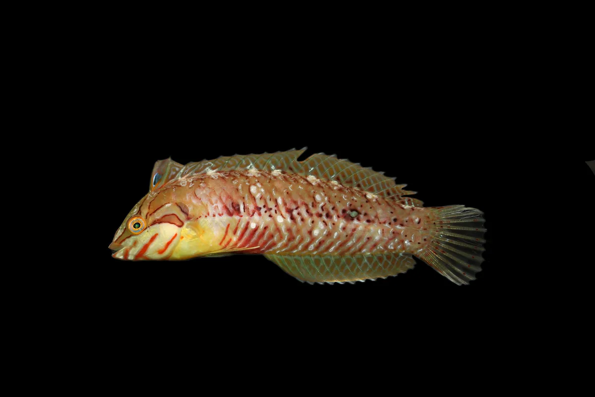 Novaculoides macrolepidotus - Sud, NC