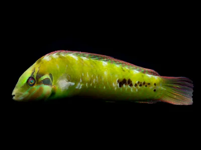 Novaculoides macrolepidotus - Jl. Raya Senggigi, Malaka, Kec. Pemenang, Kabupaten Lombok Utara, Nusa Tenggara Bar. 83352, Indonesia