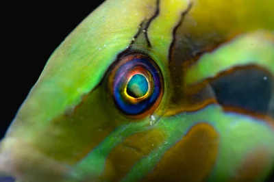 Novaculoides macrolepidotus - Jl. Raya Senggigi, Malaka, Kec. Pemenang, Kabupaten Lombok Utara, Nusa Tenggara Bar. 83352, Indonesia