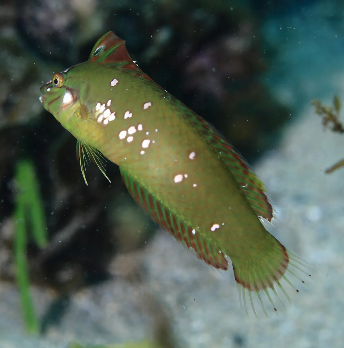 Novaculoides macrolepidotus - Northern Beaches Council, NSW, Australia