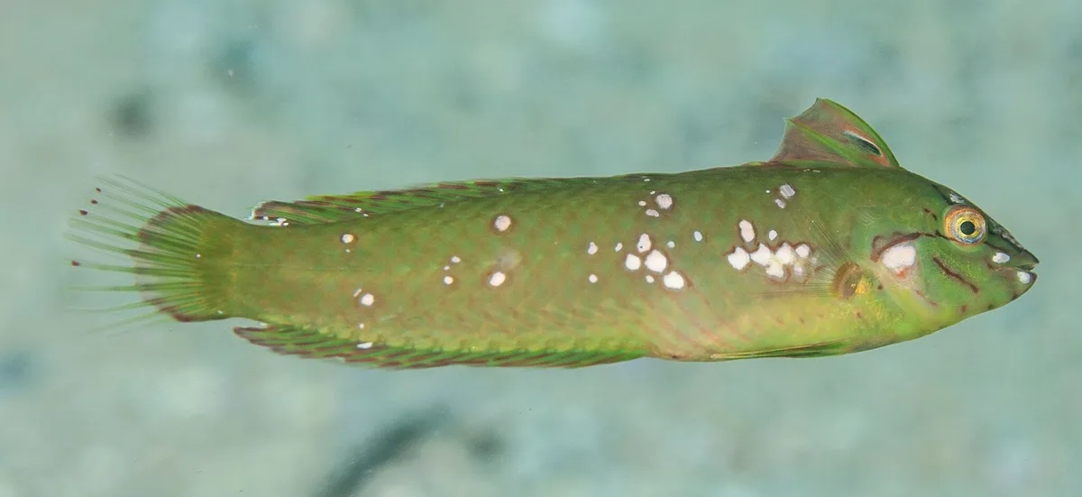 Novaculoides macrolepidotus - Northern Beaches Council, NSW, Australia