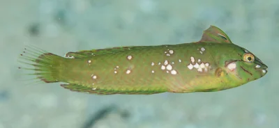 Novaculoides macrolepidotus - Northern Beaches Council, NSW, Australia