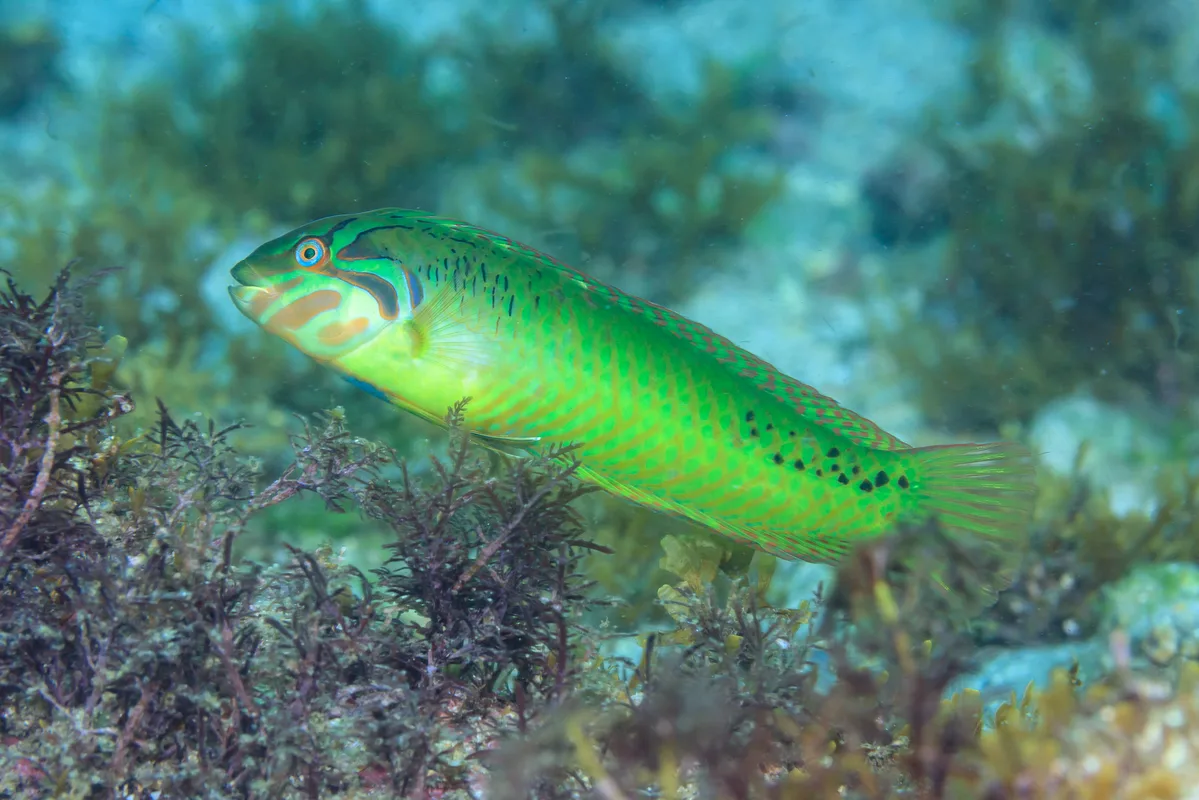 Novaculoides macrolepidotus - Cook Island, NSW, Australia