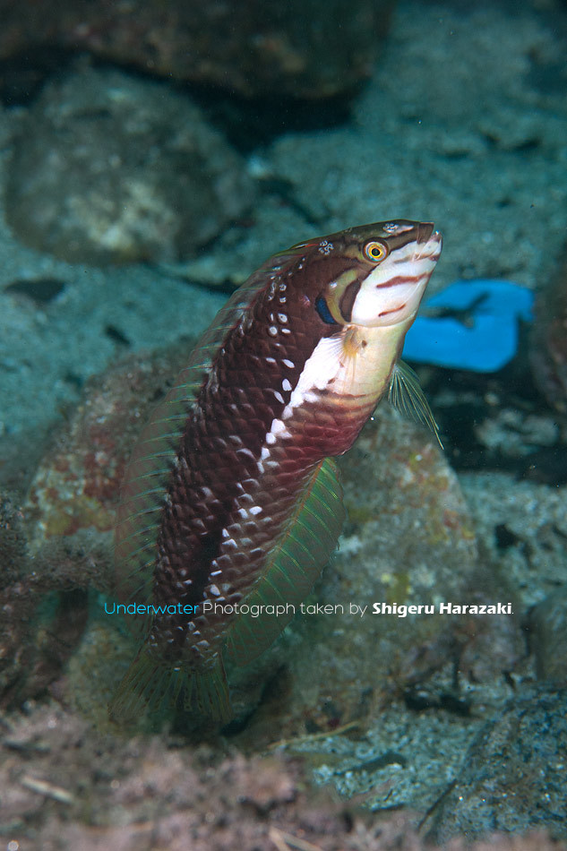Novaculoides macrolepidotus - 日本、〒891-4203 鹿児島県熊毛郡屋久島町一湊 クレーン下