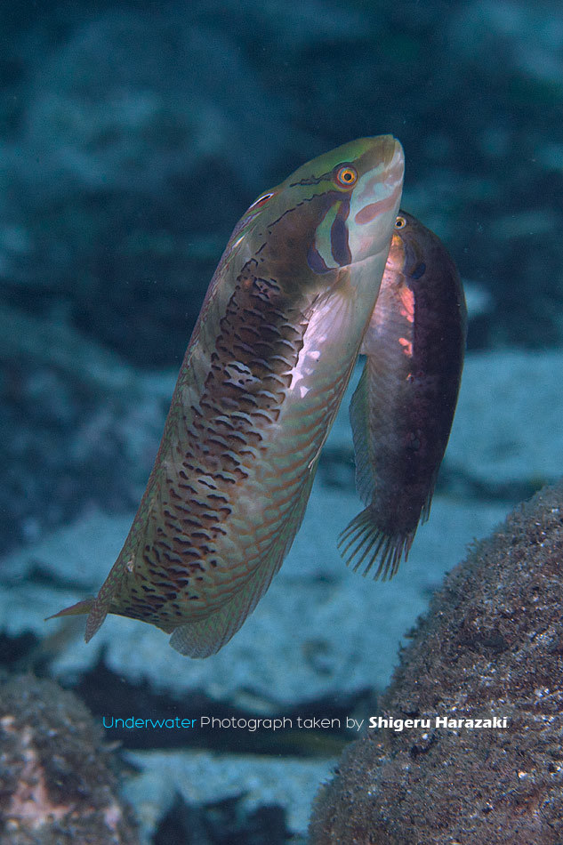 Novaculoides macrolepidotus - 日本、〒891-4203 鹿児島県熊毛郡屋久島町一湊 クレーン下