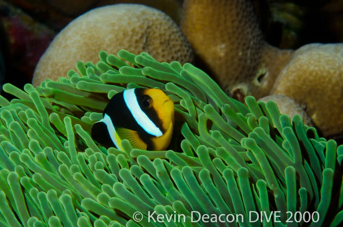 Sebae Anemonfish