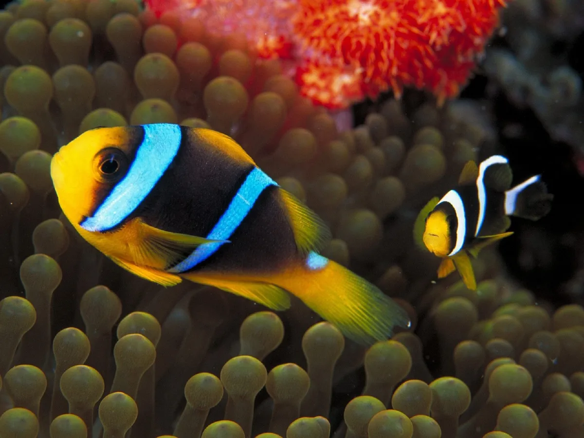 Sebae Anemonfish