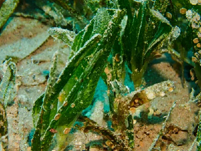 Serrated ribbon seagrass