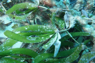 Cymodocea serrulata