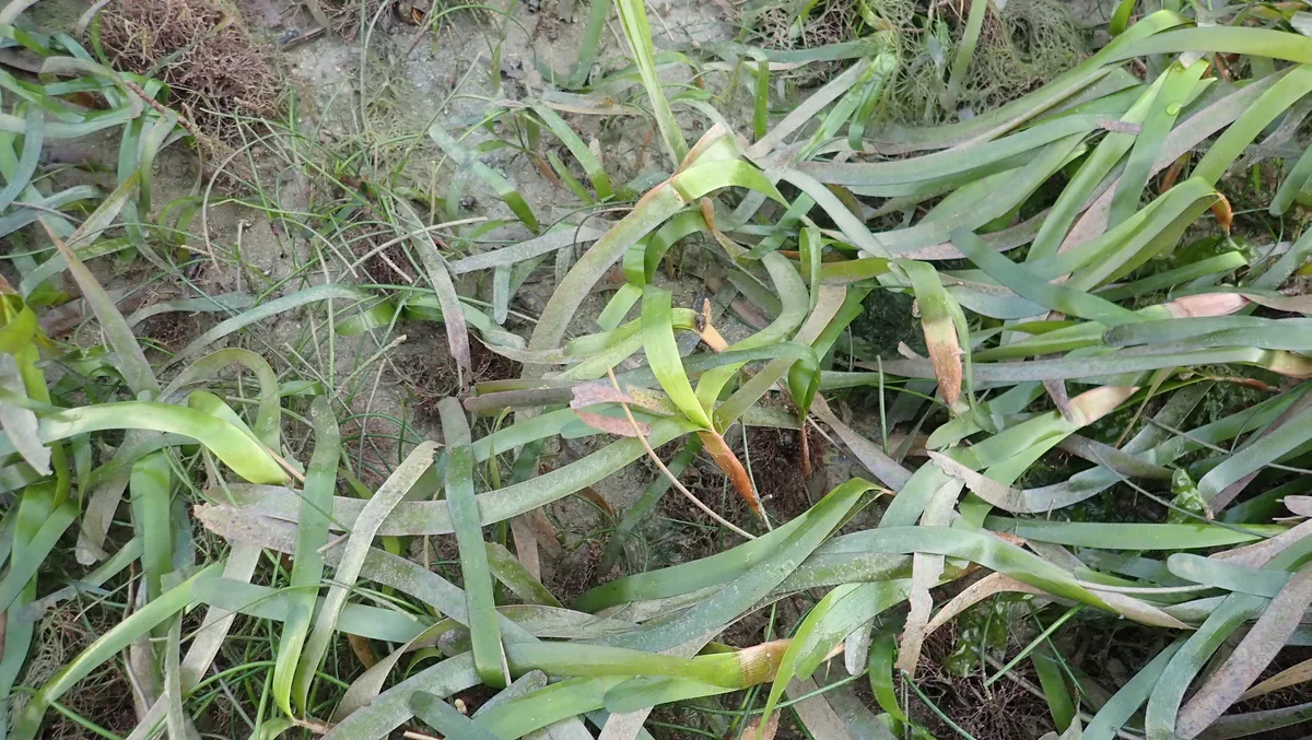 Serrated ribbon seagrass (Cymodocea serrulata)