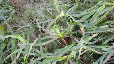 Serrated ribbon seagrass (Cymodocea serrulata)