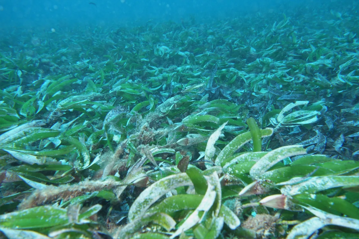 Cymodocea serrulata - sea grass
