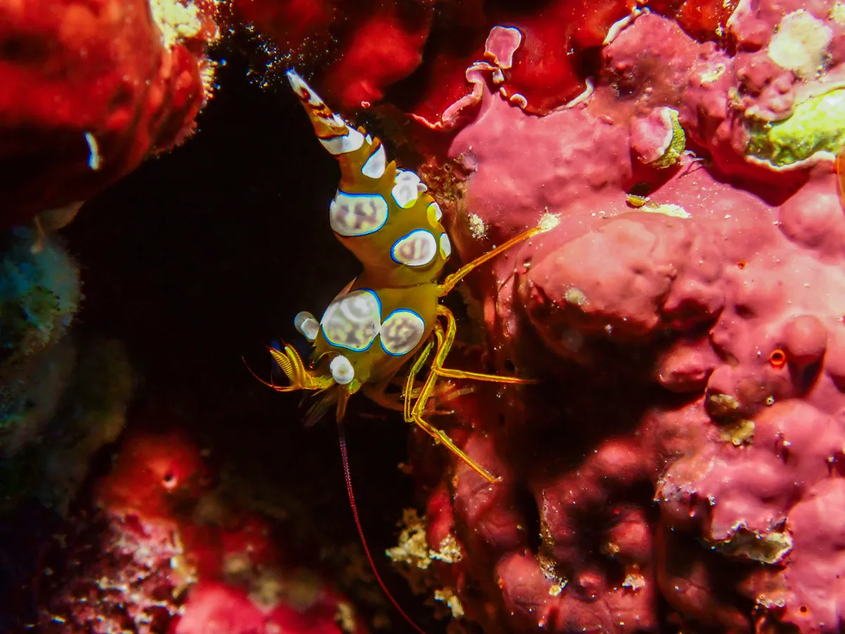Sexy Shrimp