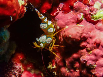 Sexy Shrimp